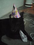 Blackie - Mixed Breed Dog