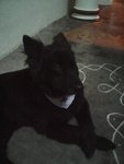 Blackie - Mixed Breed Dog