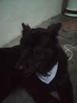 Blackie - Mixed Breed Dog