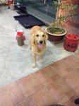 Hua Hua - Golden Retriever Dog