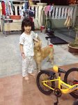 Hua Hua - Golden Retriever Dog