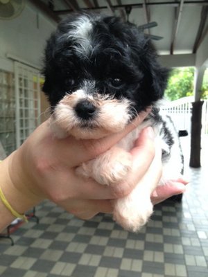 Parti Color Unique Poodle - Poodle Dog