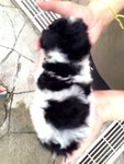 Parti Color Unique Poodle - Poodle Dog