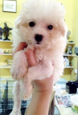 White Poodle For Sale   - Poodle Dog