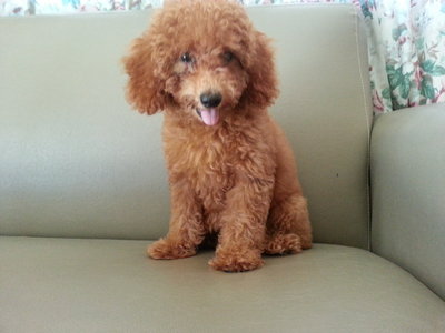 Super Red Toy Poodle Female - Poodle Dog