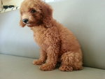 Super Red Toy Poodle Female - Poodle Dog