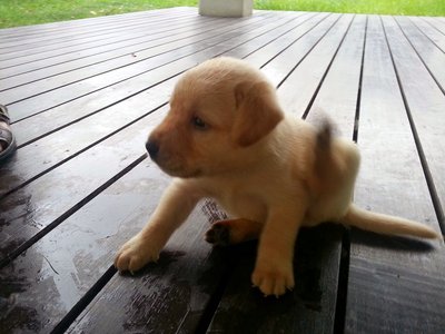 Labrador Pups - Labrador Retriever Dog