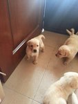 Labrador Pups - Labrador Retriever Dog