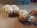 Labrador Pups - Labrador Retriever Dog