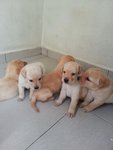 Labrador Pups - Labrador Retriever Dog