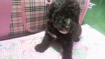 Brown Chocolate Tiny Poodle Female - Poodle Dog