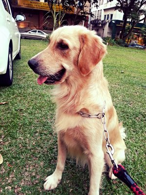 Donut - Golden Retriever Dog