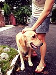 Donut - Golden Retriever Dog