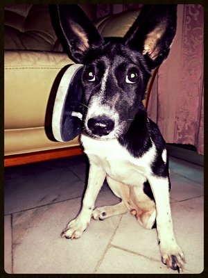 Dodo - Mixed Breed Dog