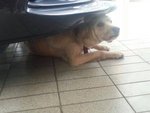 Subang Usj 2 [Returned] - Cocker Spaniel Dog