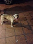 Subang Usj 2 [Returned] - Cocker Spaniel Dog