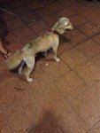 Subang Usj 2 [Returned] - Cocker Spaniel Dog