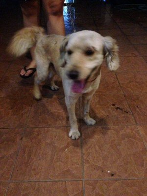 Subang Usj 2 [Returned] - Cocker Spaniel Dog