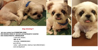 Jessy  Lost In Kapar - Shih Tzu Dog