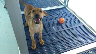 Girl - Mixed Breed Dog