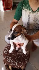 Mimi - Jack Russell Terrier Dog