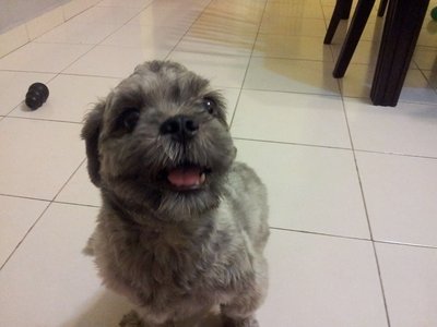 Unknown - Shih Tzu Dog