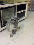 Unknown - Shih Tzu Dog