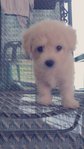 Toy Poodle - Poodle Dog