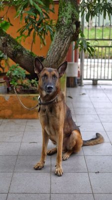 Ceasar - German Shepherd Dog Dog