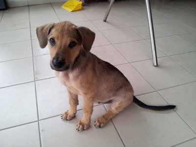 Brownie - Labrador Retriever Mix Dog