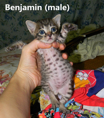 Benjamin - Domestic Short Hair Cat