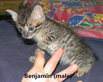 Benjamin - Domestic Short Hair Cat