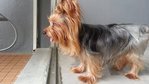 Biebie - Australian Terrier Dog