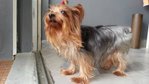 Biebie - Australian Terrier Dog