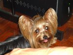 Biebie - Australian Terrier Dog