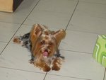 Biebie - Australian Terrier Dog