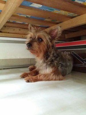 Found: Silky Terrier Pj - Silky Terrier Dog