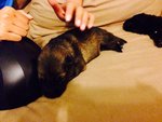 [Top Quality] German Shepherd Pups - German Shepherd Dog Dog