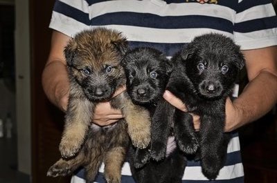 [Top Quality] German Shepherd Pups - German Shepherd Dog Dog