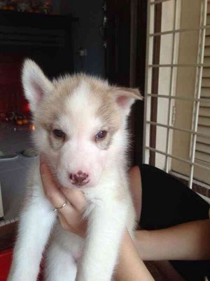 Woodly Siberian Husky For Sale - Siberian Husky Dog