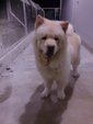 Paddington - Chow Chow Dog