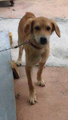 Goldie - Golden Retriever Mix Dog