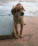 Goldie - Golden Retriever Mix Dog