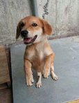 Goldie - Golden Retriever Mix Dog