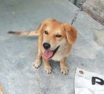 Goldie - Golden Retriever Mix Dog