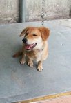 Goldie - Golden Retriever Mix Dog