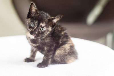 Amur - Tortoiseshell Cat