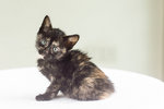 Amur - Tortoiseshell Cat