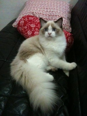 Isobel Esmeralda - Ragdoll Cat