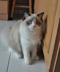 Isobel Esmeralda - Ragdoll Cat